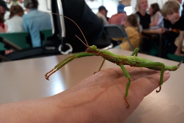 bugfarm